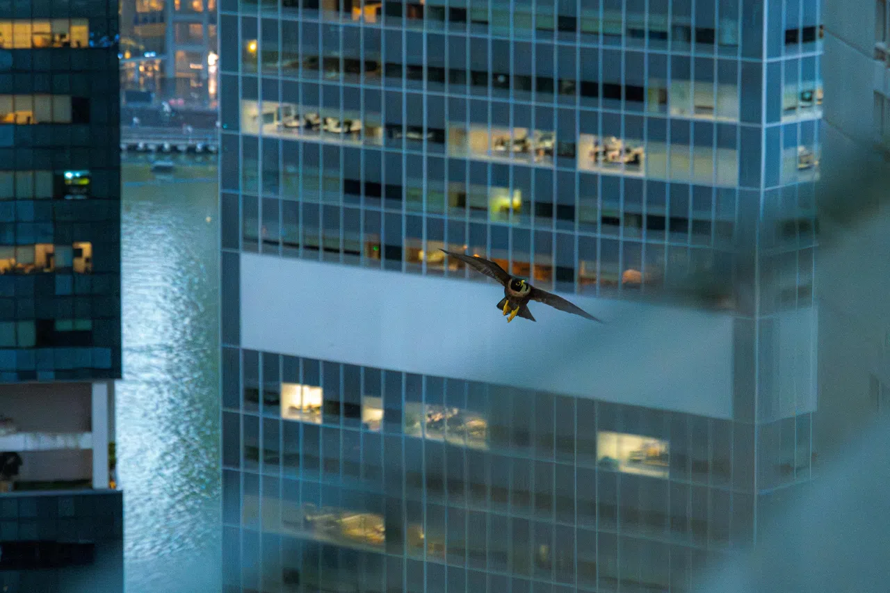早在去年1月，一对游隼（peregrine falcon）在乔治街一号大厦（One George Street）交配，雌游隼当时飞到华侨银行大厦34楼外部的凹槽。它们起初的繁殖努力并不顺利。（国家公园局提供）
