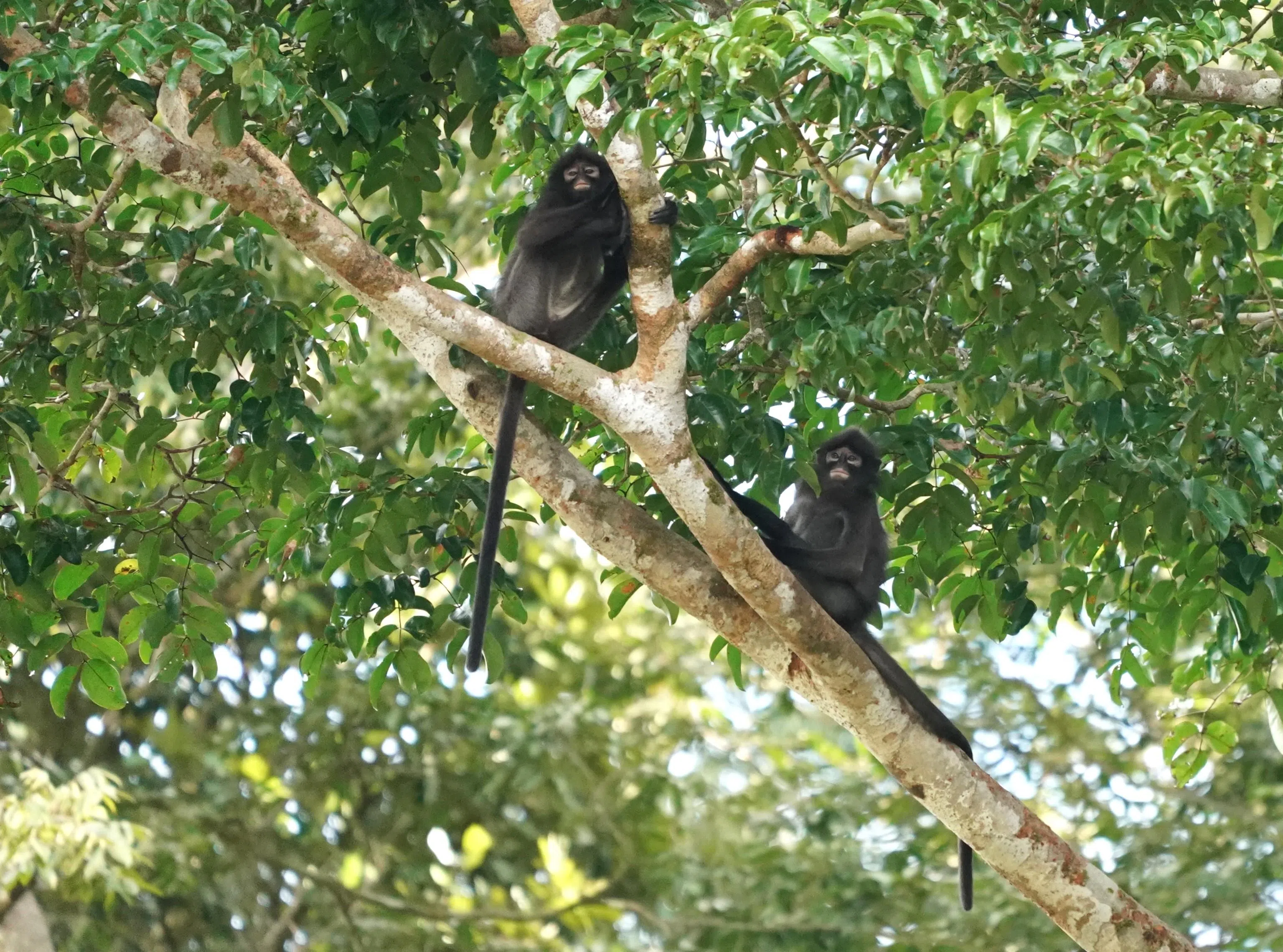 罕见的黑脊叶猴出现在河边树上。（梁金菊摄）
