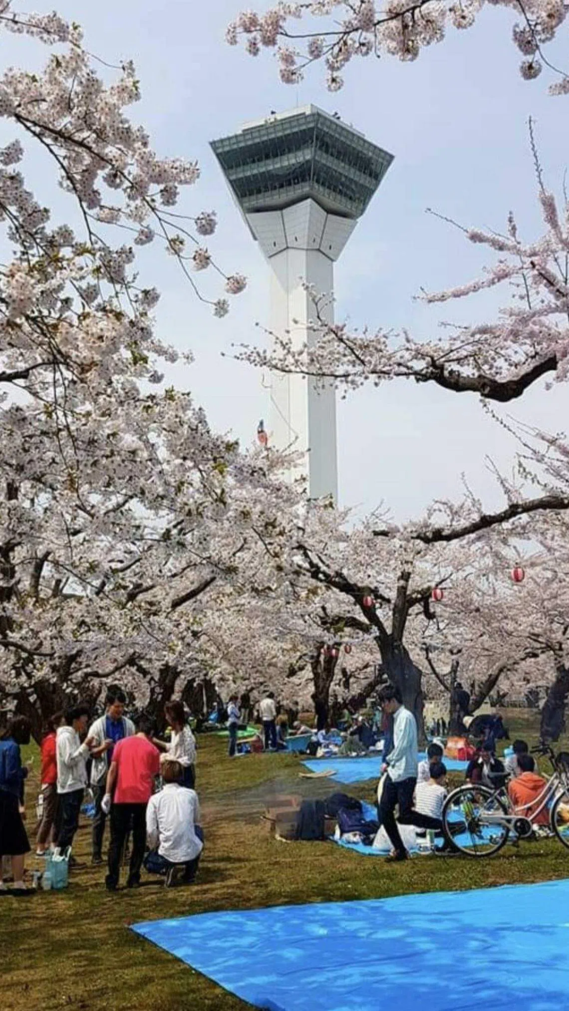 日本人喜欢在樱花树下野餐。（受访者提供）