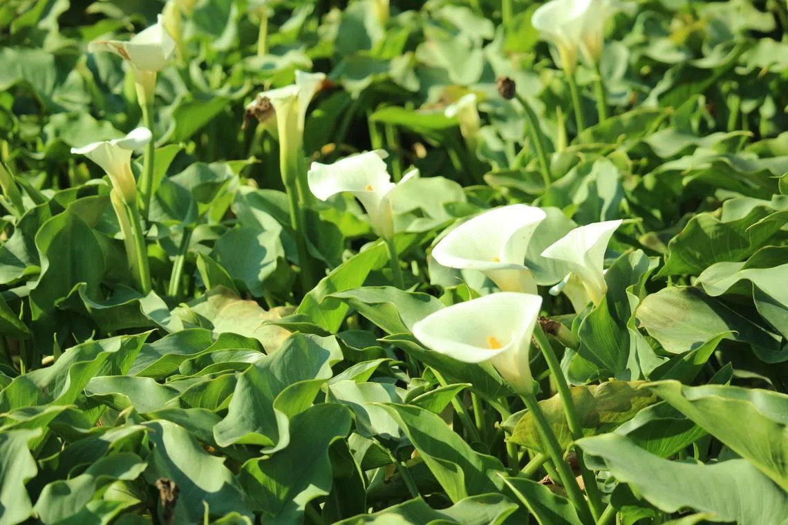 马蹄莲别称海芋、慈姑花，盛开时佛焰苞状如踏空奔腾的马蹄。（夏心摄）