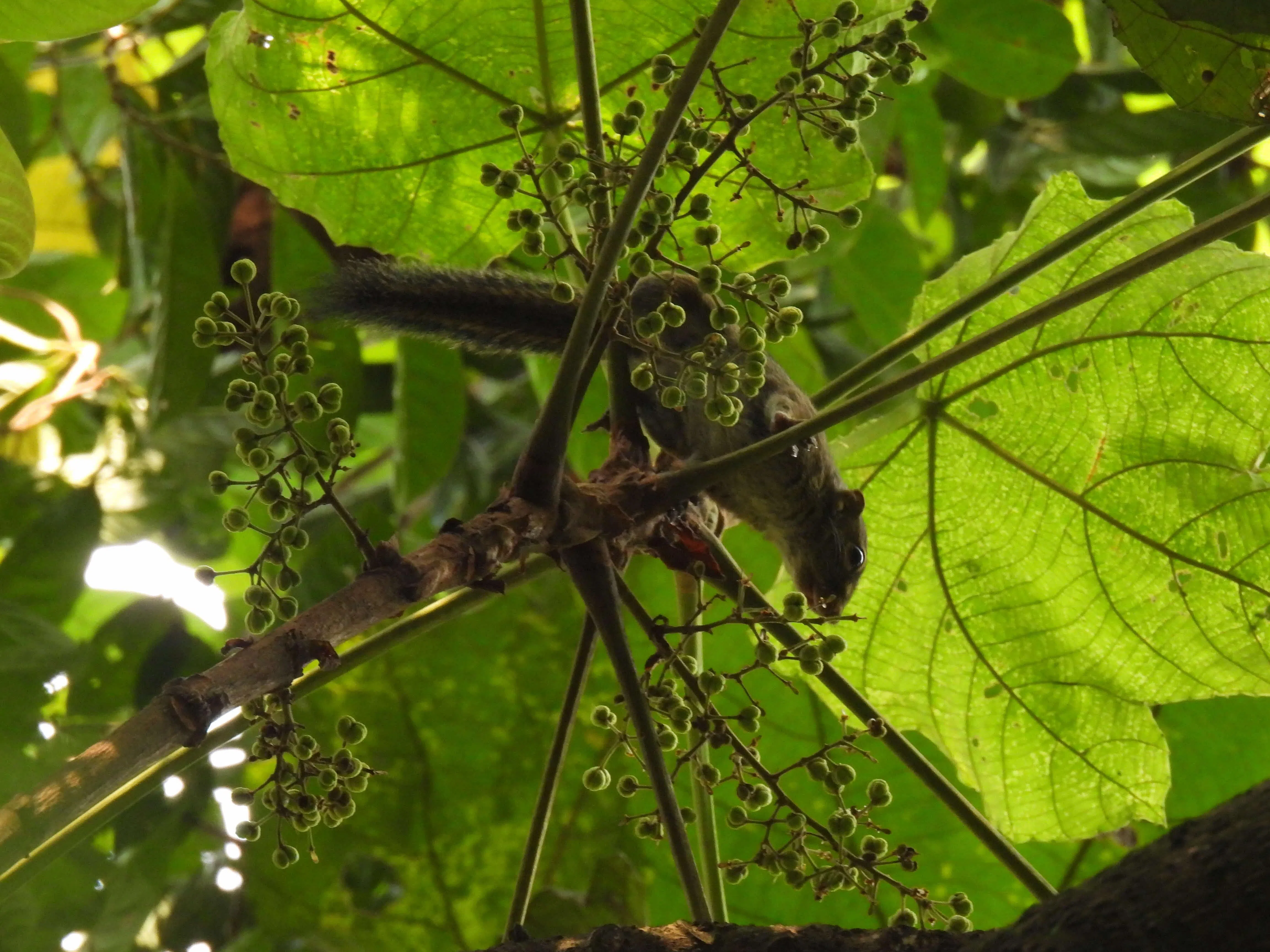 松鼠觅食大戟科血桐属植物（Macaranga gigantea）果实。（冯芷君提供）