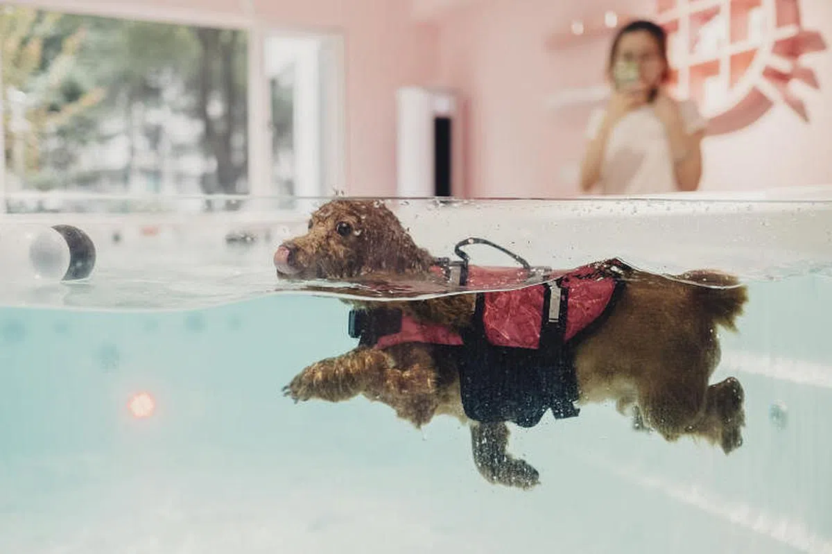 2018年上海的一家宠物店内，一只宠物狗在学习游泳。（互联网） 