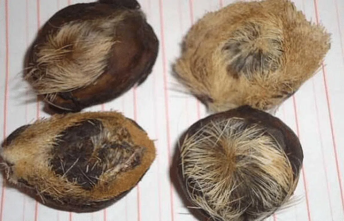 从雄鹿身上提取的分泌物麝香，是片仔癀的主要成分之一。（网络图） 