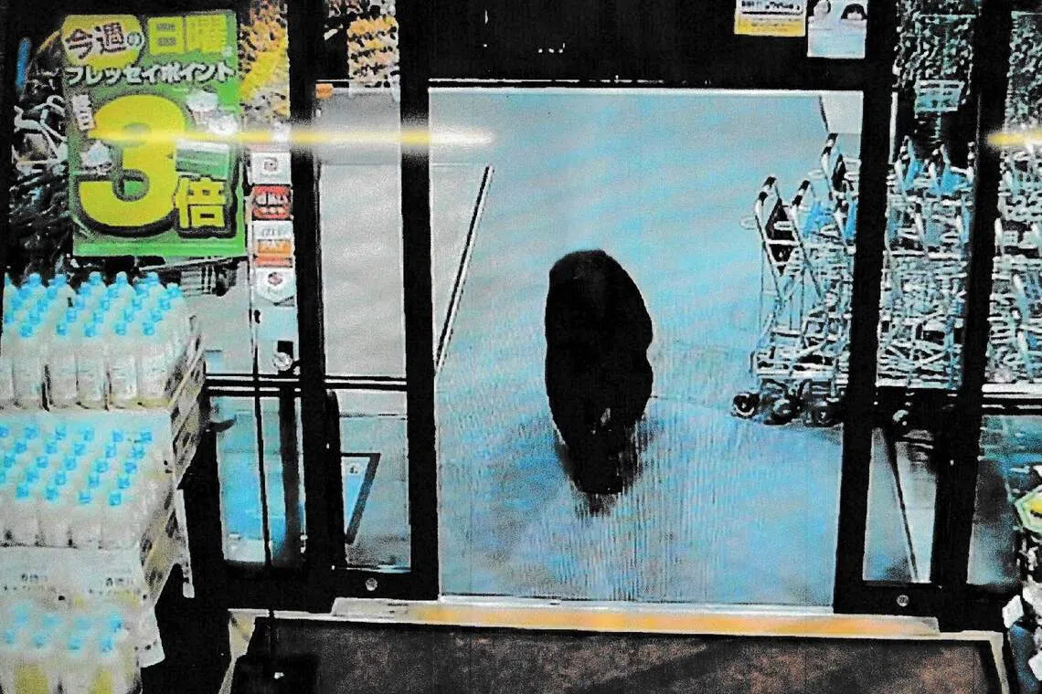 10月7日，在日本群马县沼田市，监控画面显示一只熊走进当地一家超市。（法新社）