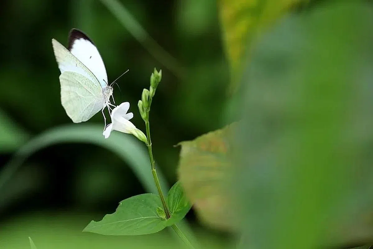 绿圈生态菜园不用农药或化肥，蝴蝶和蜜蜂都是常客。（龙国雄摄）