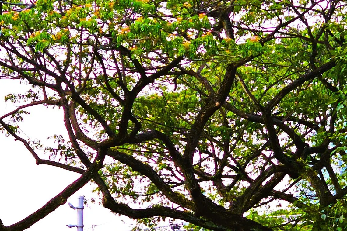 雨树的红白花蕊在树冠上怒放。（冰秀摄）