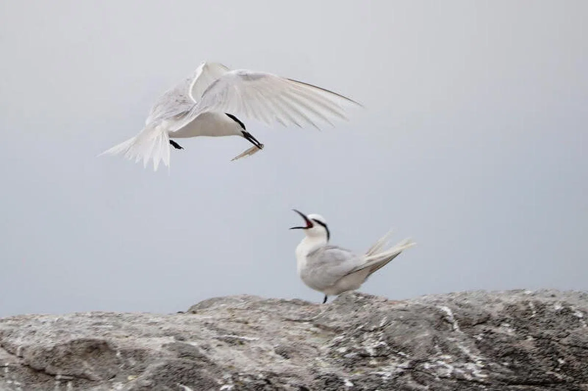 黑枕燕鸥（Black-naped tern）是唯一在我国定期筑巢的海鸟。（蔡家增摄）