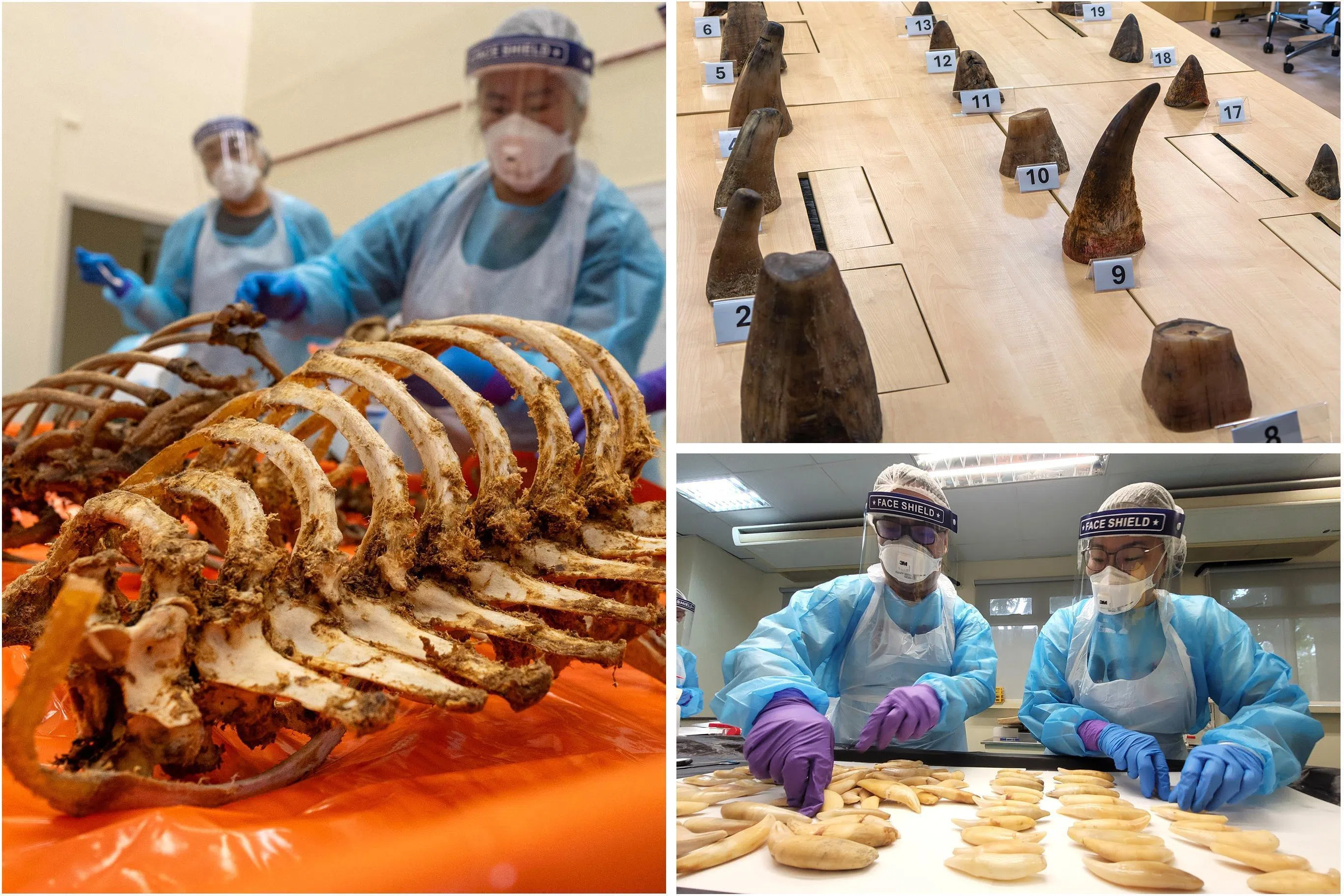 根据公园局野生动植物法证中心分析，11月8日走私案中约150公斤的兽骨、兽牙和兽爪，属于狮子和老虎。（国家公园局提供）