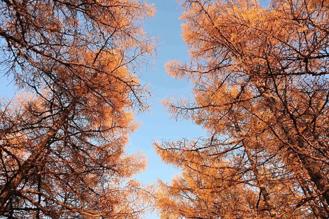 金秋森林。（吴伟承摄）