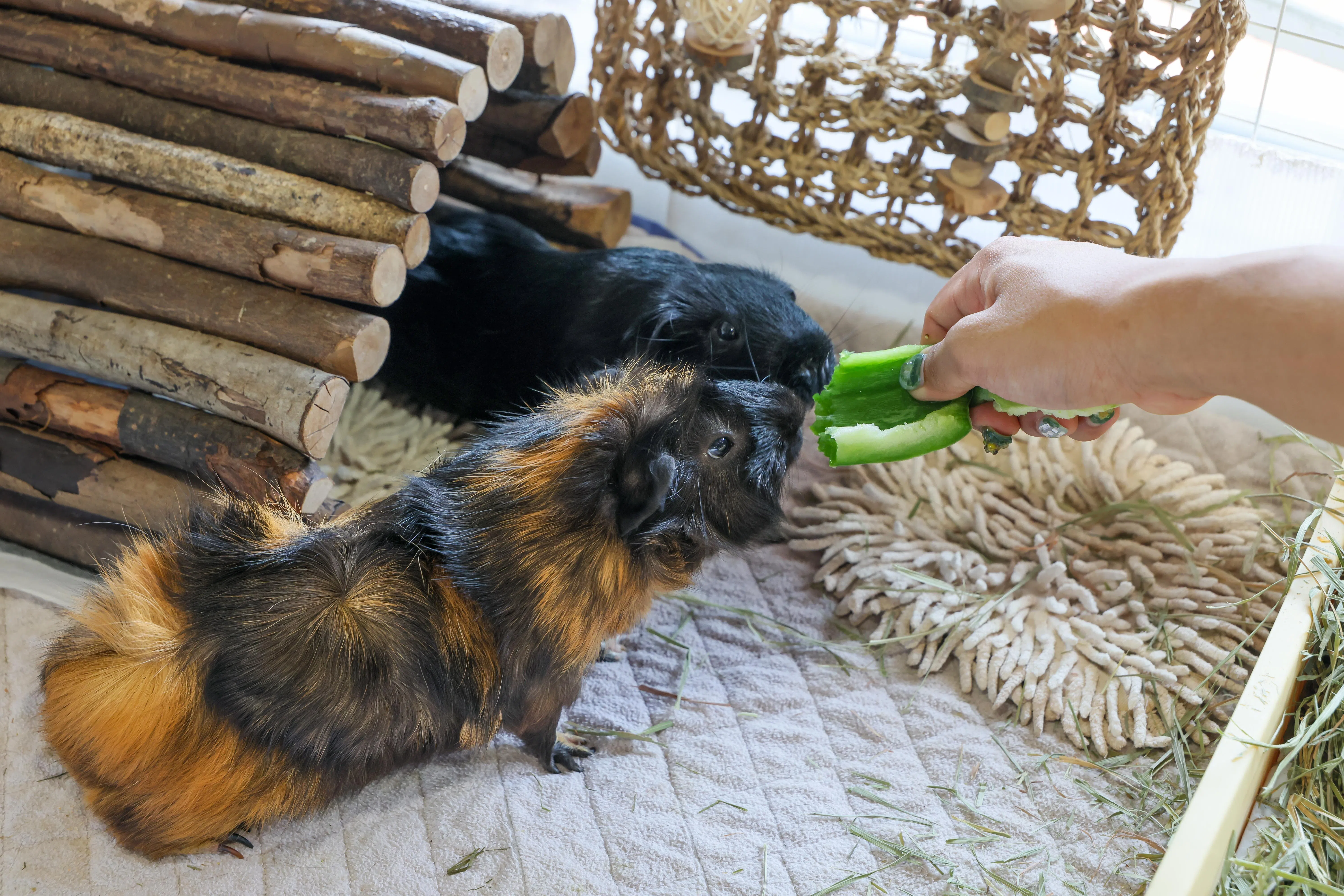 林艾略家中目前寄养着两只天竺鼠。（龙国雄摄）