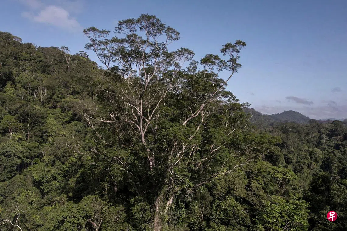 高88.5米树龄400至600年亚马逊雨林最高大树找到了| 联合早报