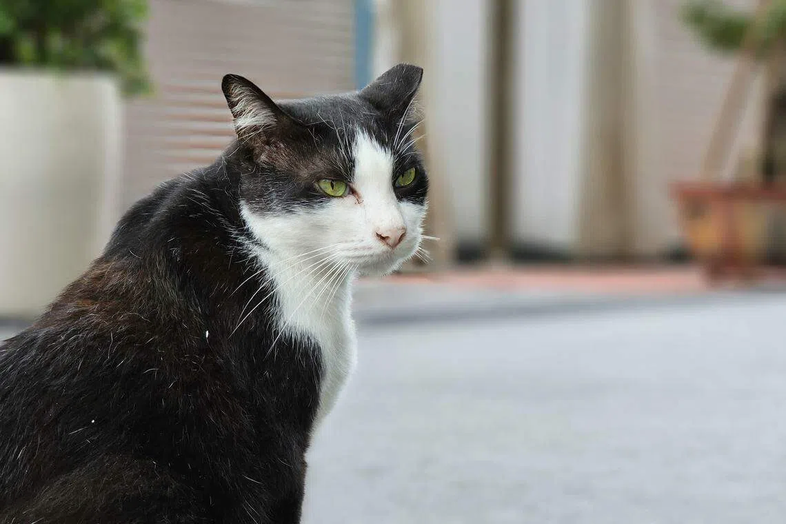 在佛牙寺外出没的街猫，深受街坊和访客的爱戴。（许淑美摄）