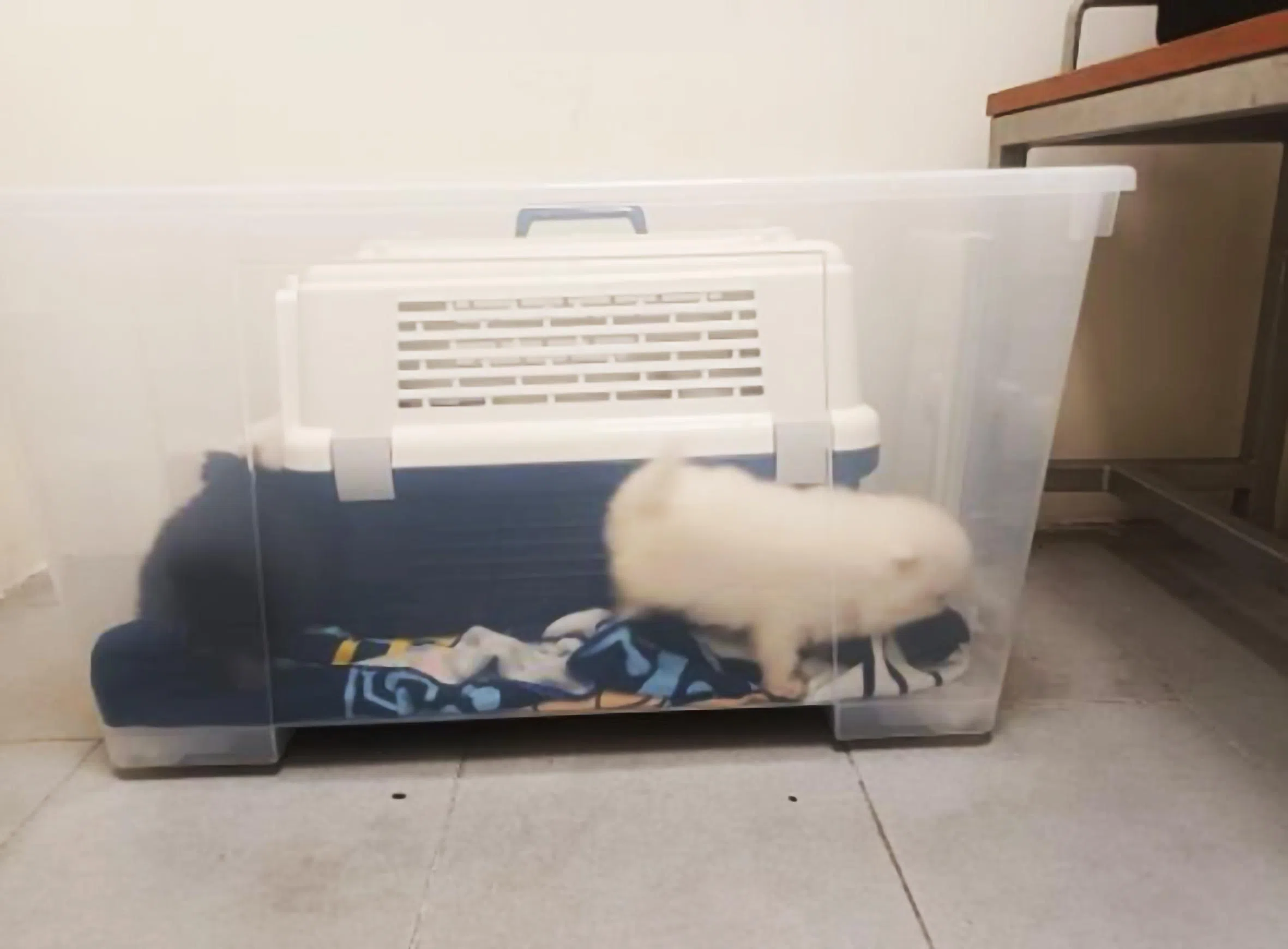 走私的博美幼犬被放在塑料储物箱内，箱内另有一个宠物运输笼。（国家公园局提供）