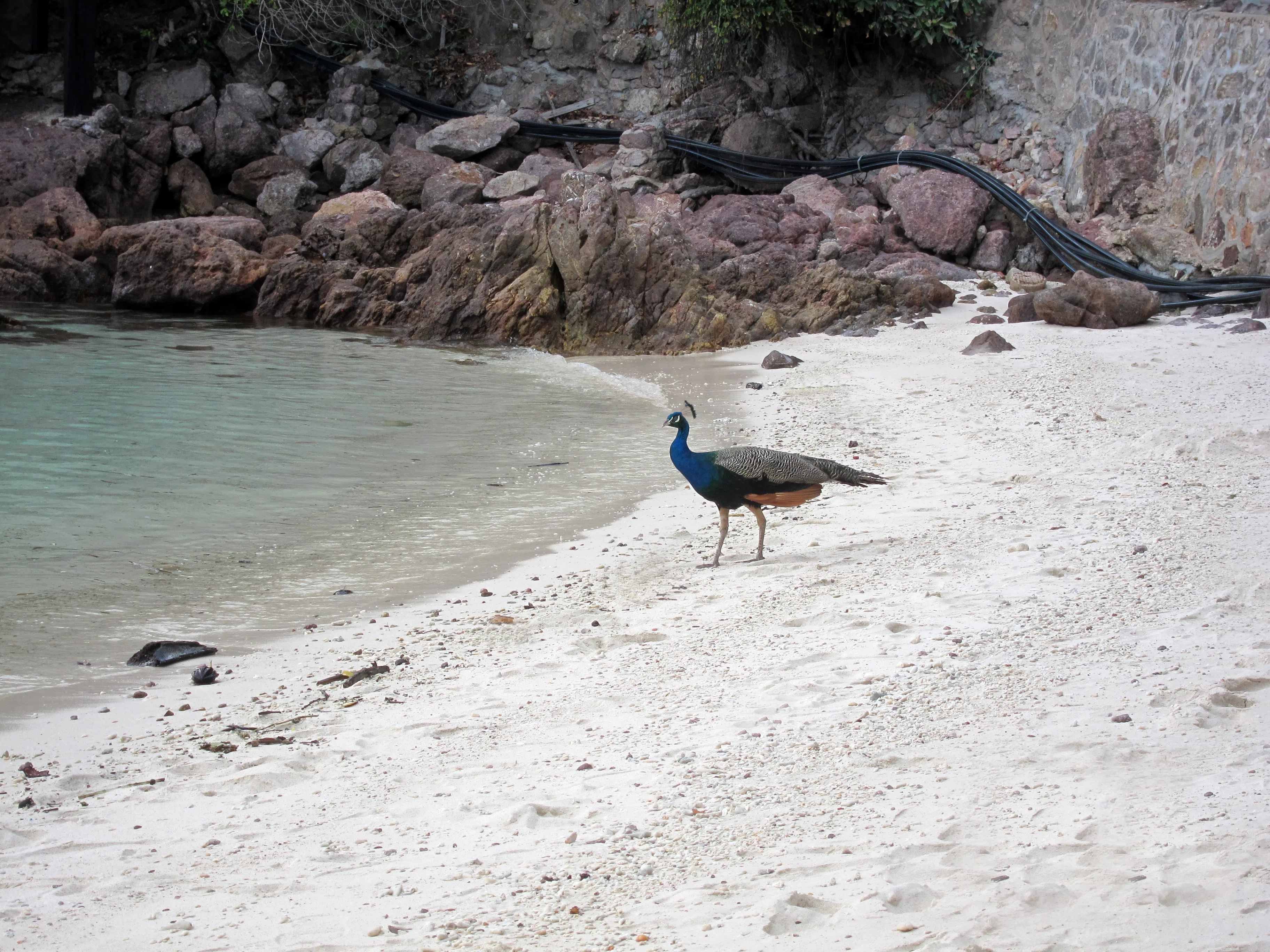 海岛上不时能见到孔雀的身影，切勿肆意惊扰。（陈默汎摄）