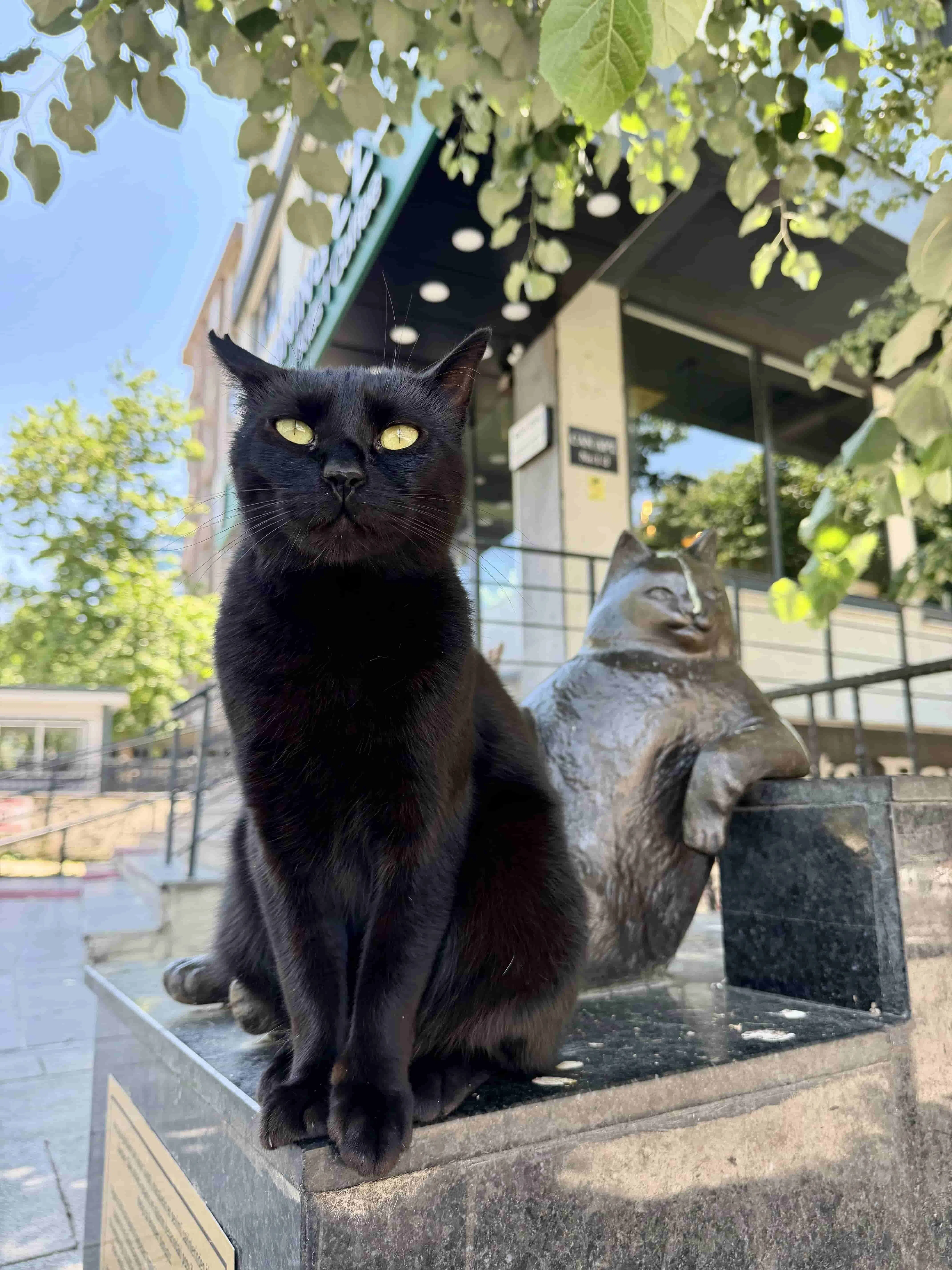 汤彼利雕像旁，一只猫咪恰巧入镜。（沈俊摄）