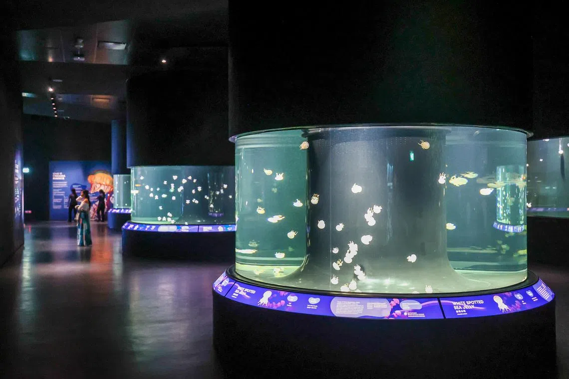 海洋生态馆中99％的水母，是工作人员自家培育。其中，“海洋奇观”（Ocean Wonders）展区目前共有八个品种的水母。（白艳琳摄）