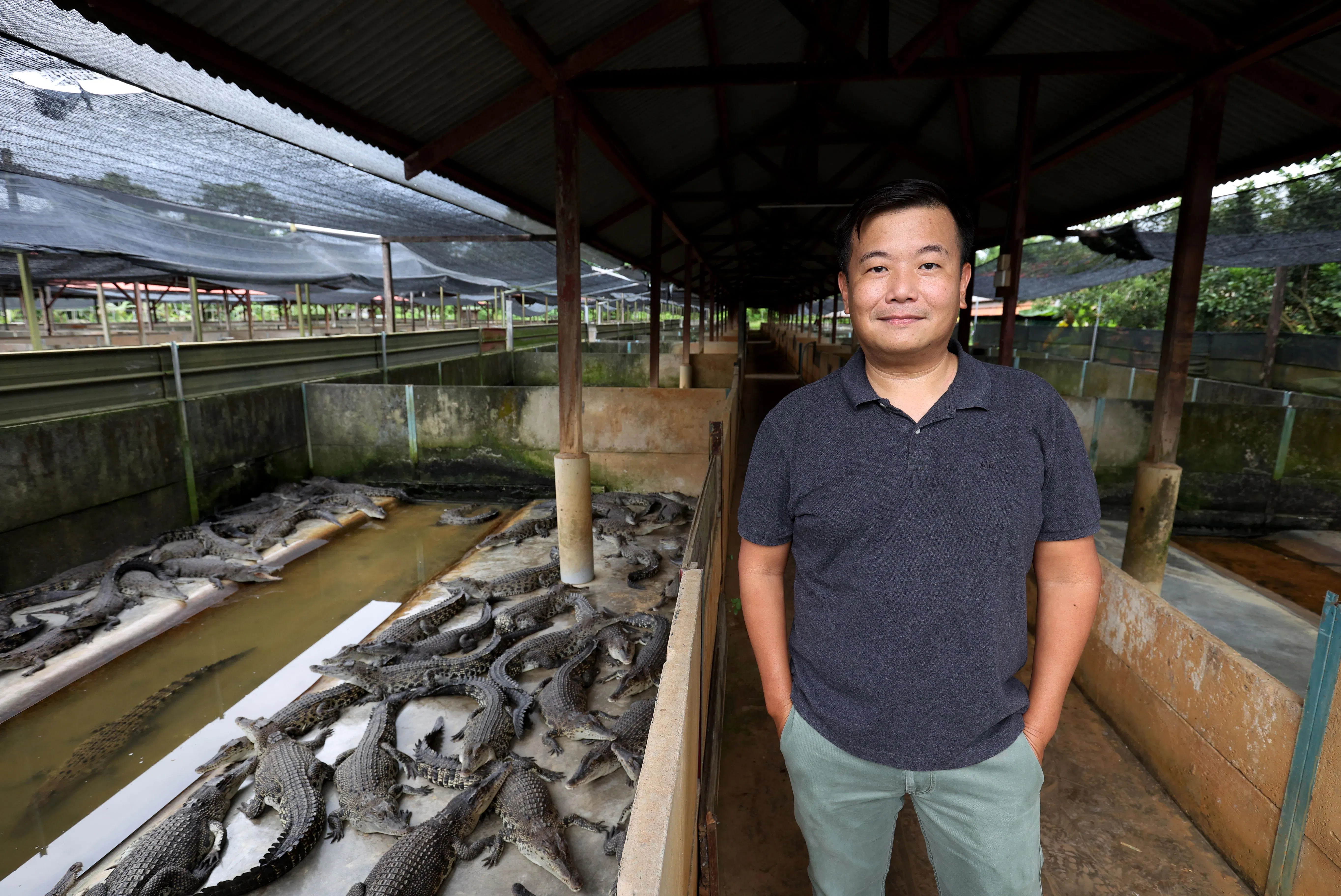 第二代接班人李培豪从小对着鳄鱼，已摸透它们的习性。（龙国雄摄）