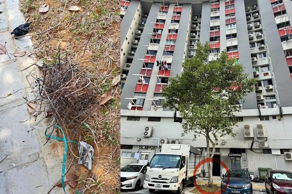 鸟巢坠地疑护雏鸟 悍乌鸦连啄三路人