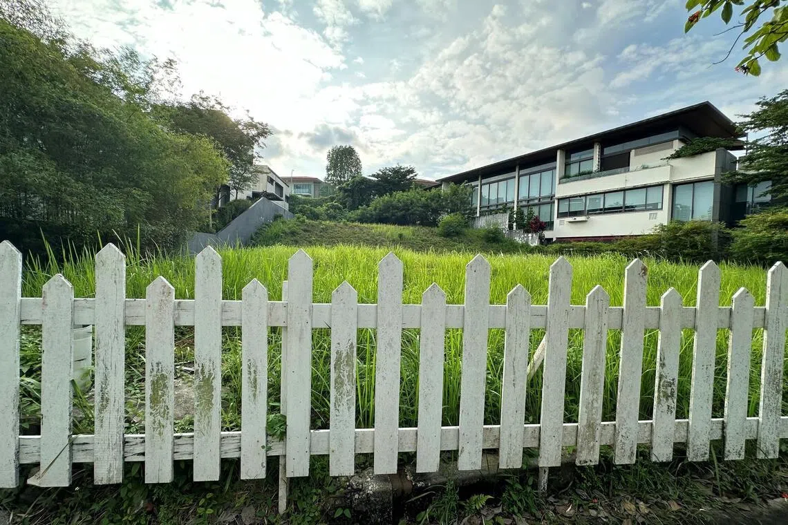 图为泽维士山11号的优质洋房地段。（仲量联行提供）