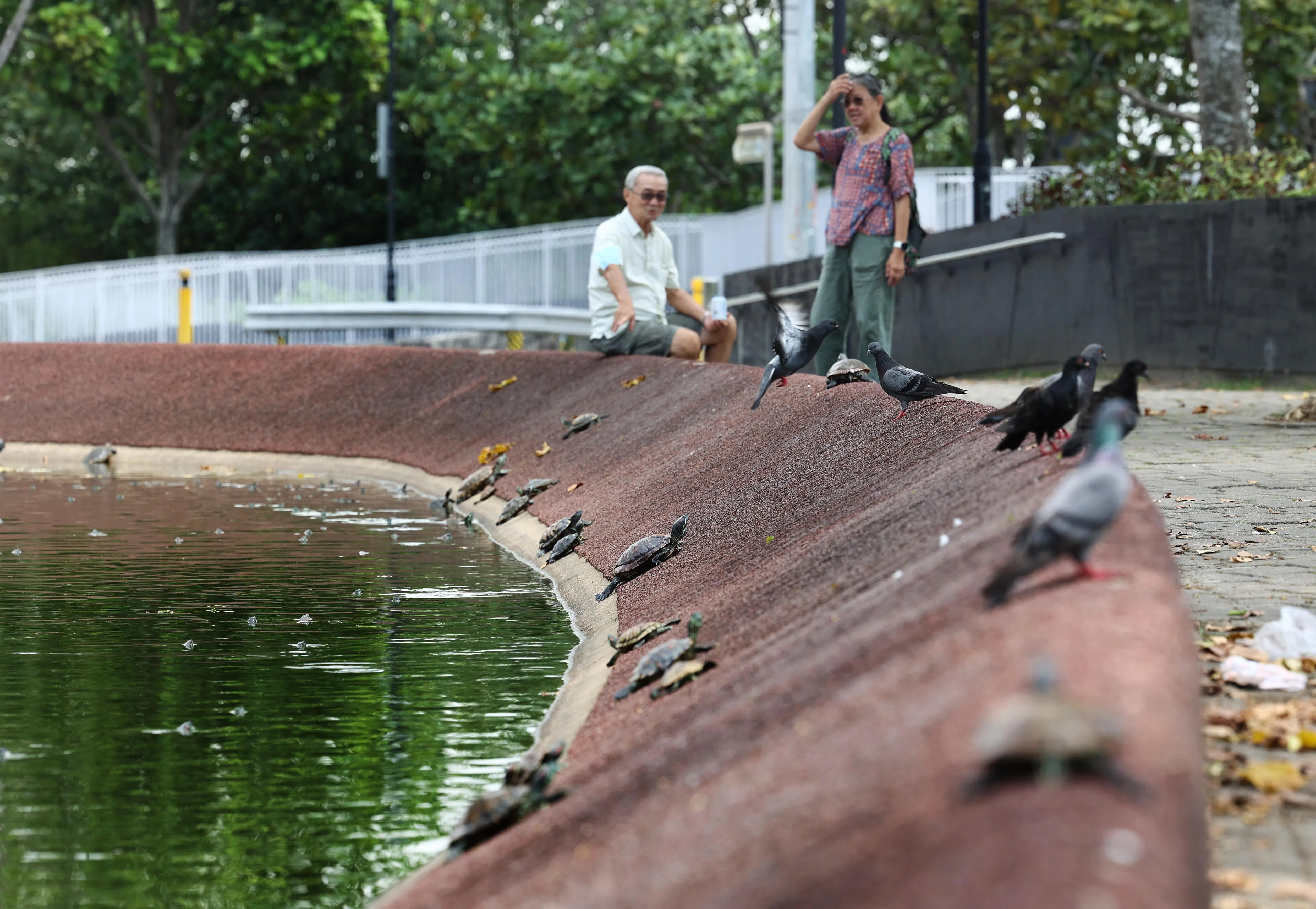 不少公众对于池中乌龟的生存情况和水质感到担忧。（陈渊庄摄）