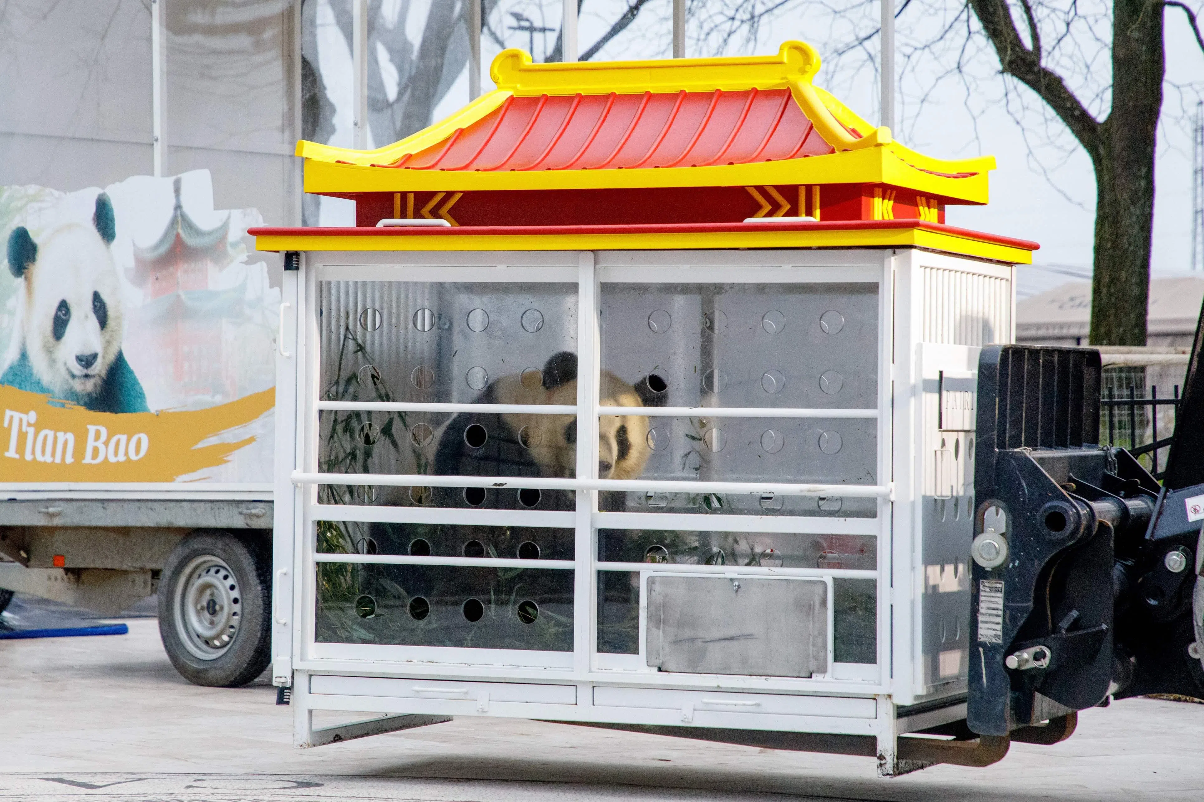 工作人员将大熊猫安置在运输箱中，送回中国。（法新社）