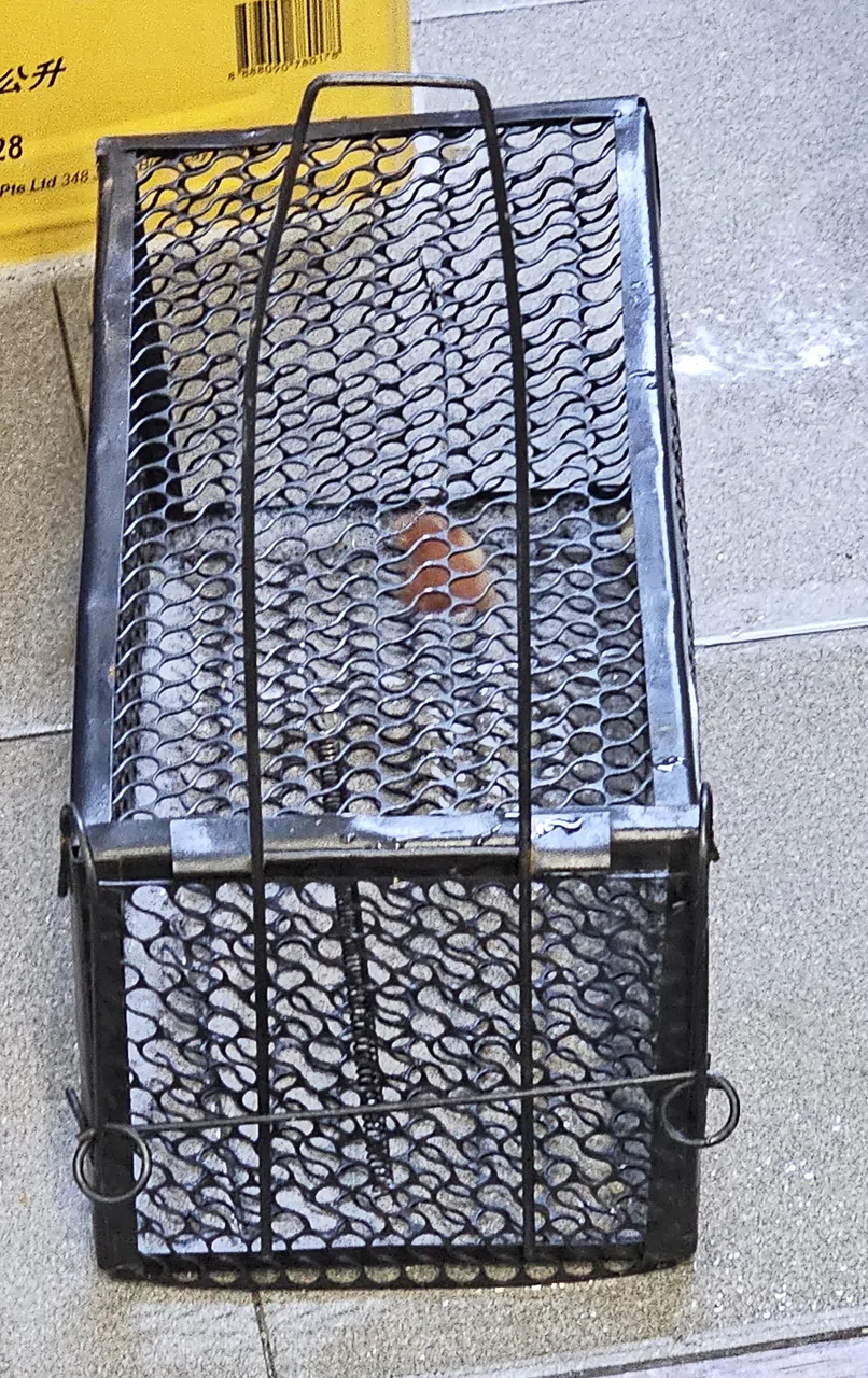 员工在菜饭摊位内放置老鼠笼。（蔡振鸿摄）