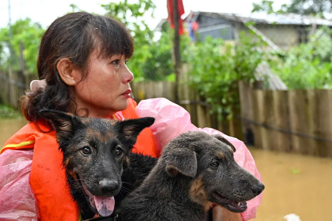 9月10日，50岁的河内市民潘氏雪带着爱犬乘船离家暂避。（法新社）