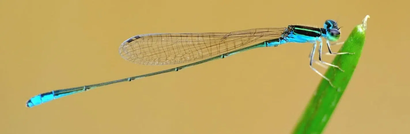 2022年12月，严文江与伙伴在旧荷兰路附近水洼发现这只从未被新加坡记录在案的蓝色豆娘Aciagrion borneense。（严文江提供）