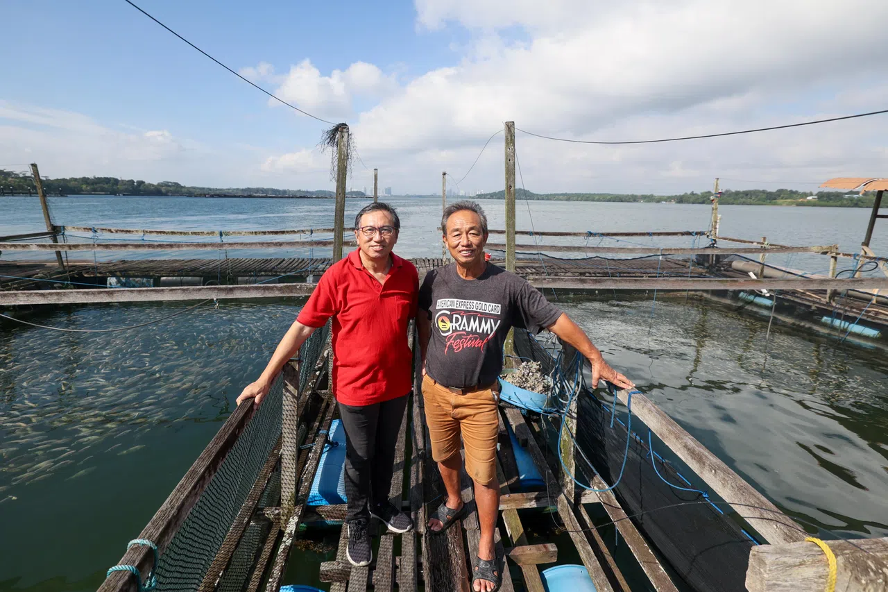麦华荣（左）和王俊广经营的Millenia Farm每个月能生产一两公吨的新洲非鱼，他们正努力扩大生产至每个月至少七八公吨。（卓祾祎摄）