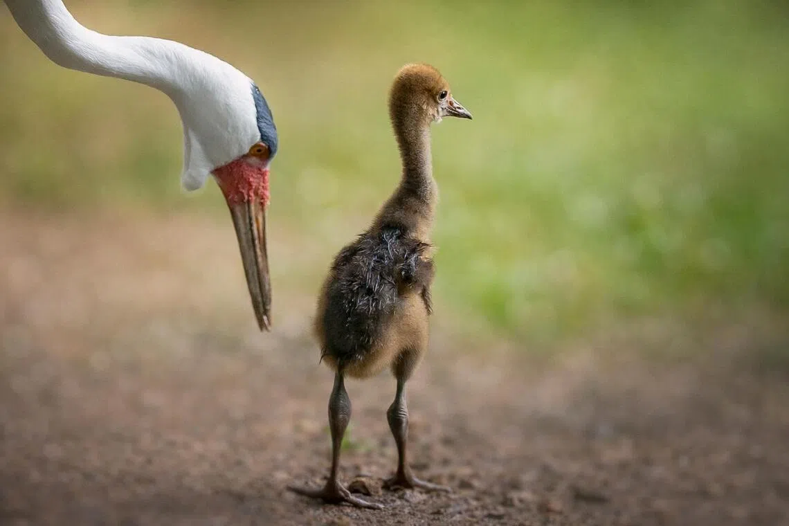新加坡飞禽公园去年迎来了首只肉垂鹤雏鸟，这是本地首次孵化的濒危物种之一。（万态保育集团提供）
