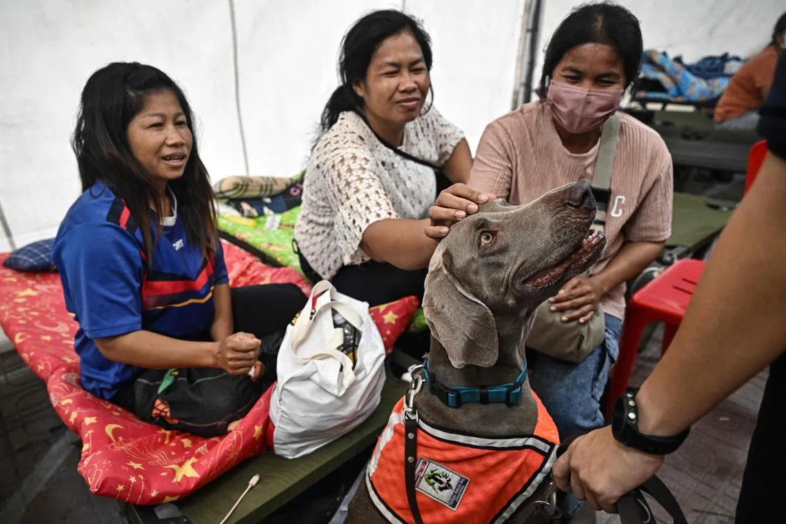 泰国曼谷大楼倒塌事故的搜救行动仍在继续，参与行动的搜救犬暂时转换角色，为在场等候消息的失踪者家属提供情绪支持与安慰。（法新社）