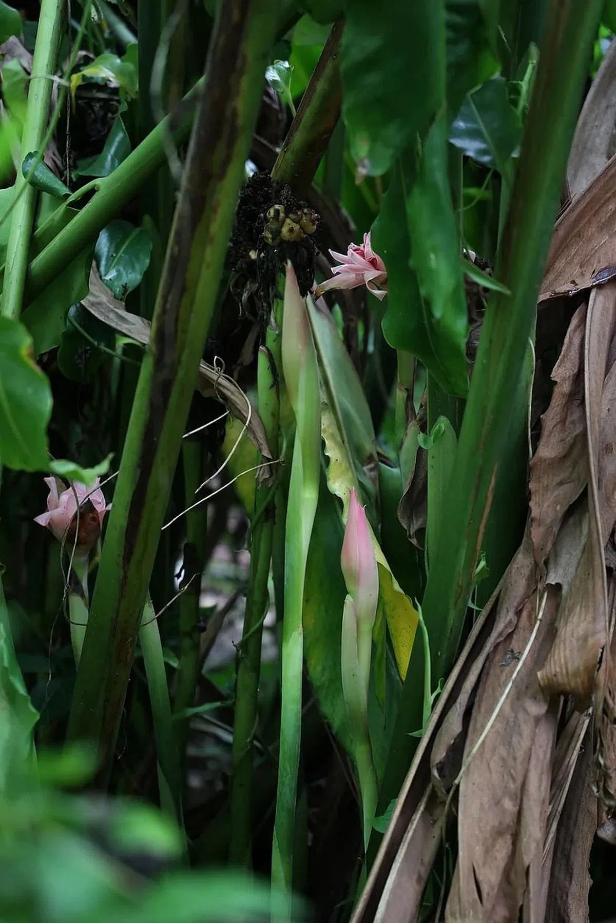翁丽珠认为本地农场应多栽种适宜本地气候的植物，例如姜花。（龙国雄摄）