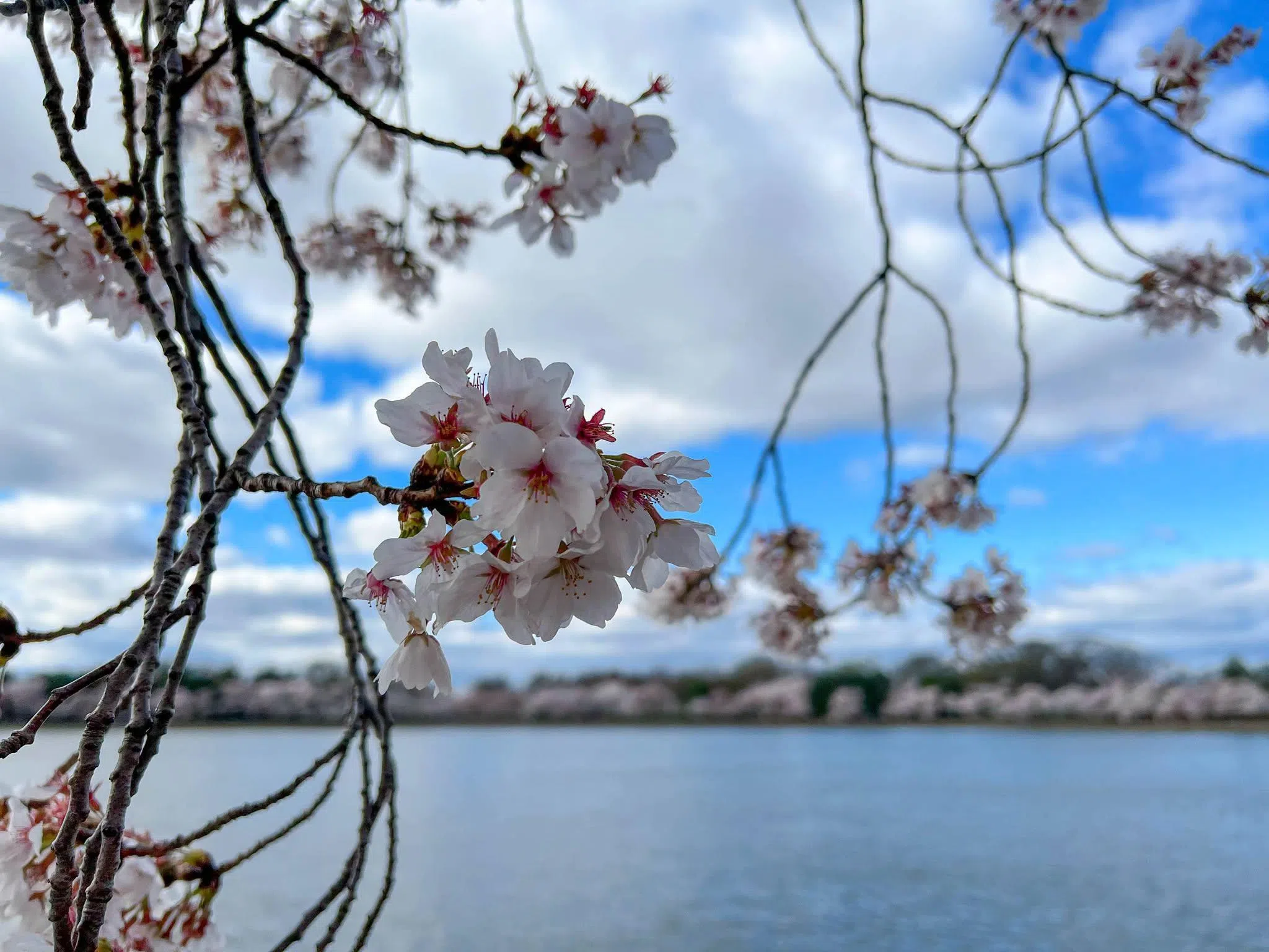 2022年李资政出访美国华盛顿时所摄，当时天气清冷，正值樱花盛开。（取自李资政脸书）