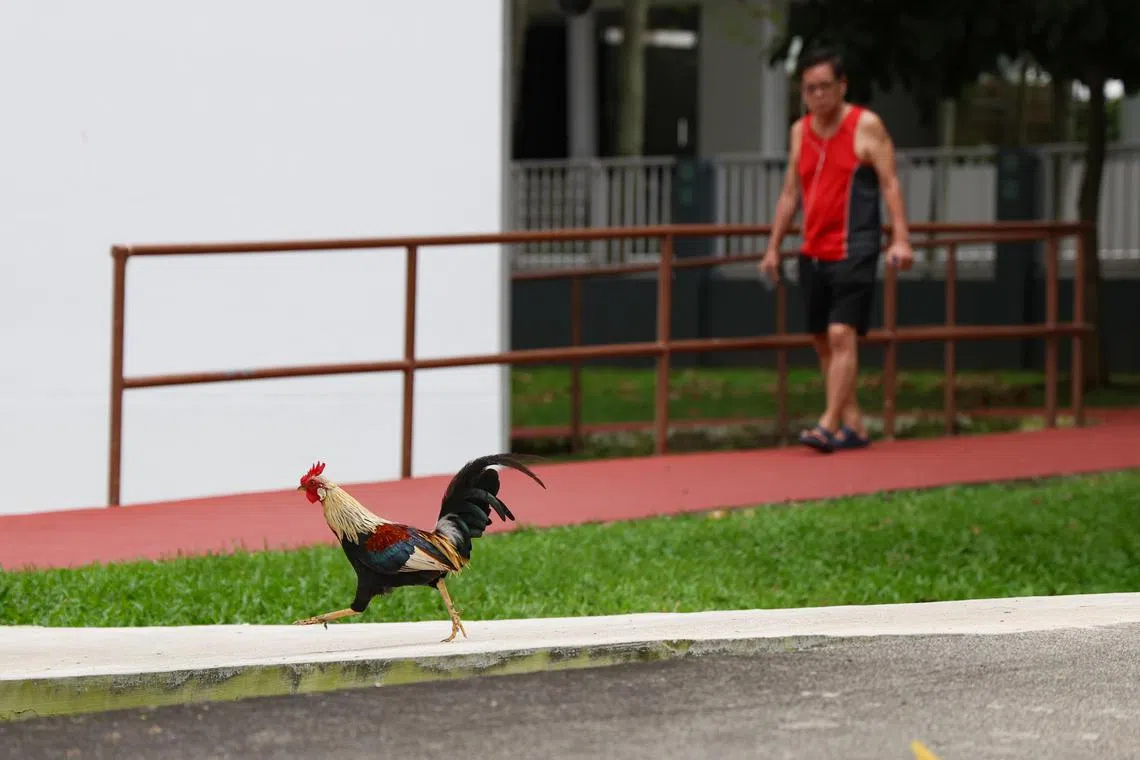 新民阁组屋附近不时可看见野鸡的踪迹。（关俊威摄）