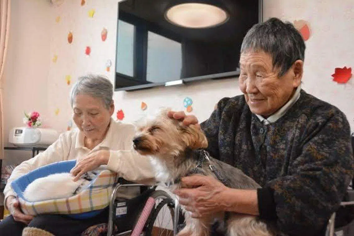 日媒收到不少养宠物老人的来信，发现“宠物是家庭成员”的观念在日本已越来越普遍。（互联网）