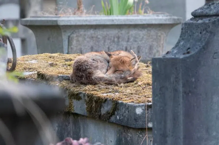 叶孝忠：墓园里的秘密生活