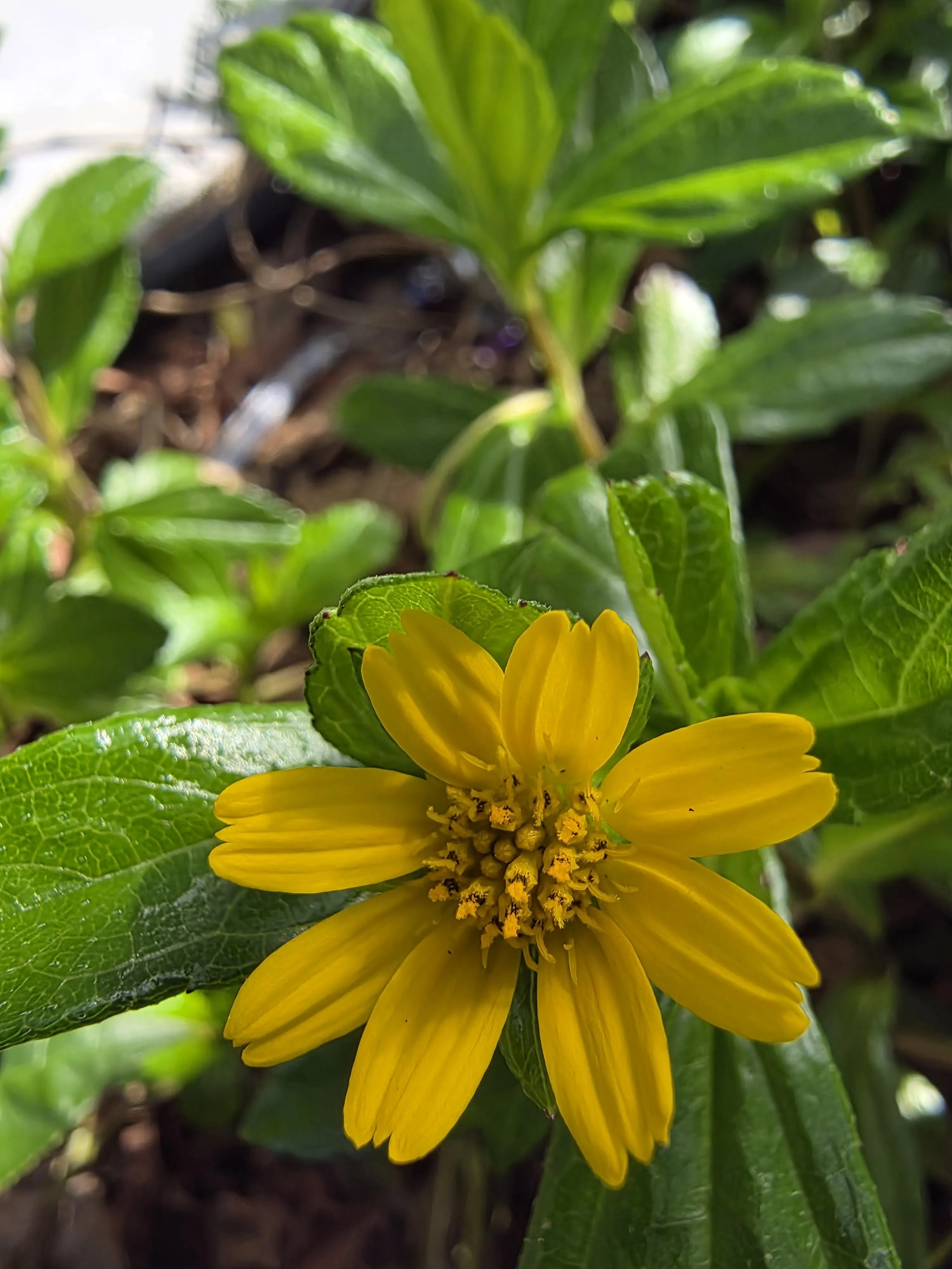 微距摄影表现出色，能清晰看见花瓣和花蕊等细节。（黄少伟摄）