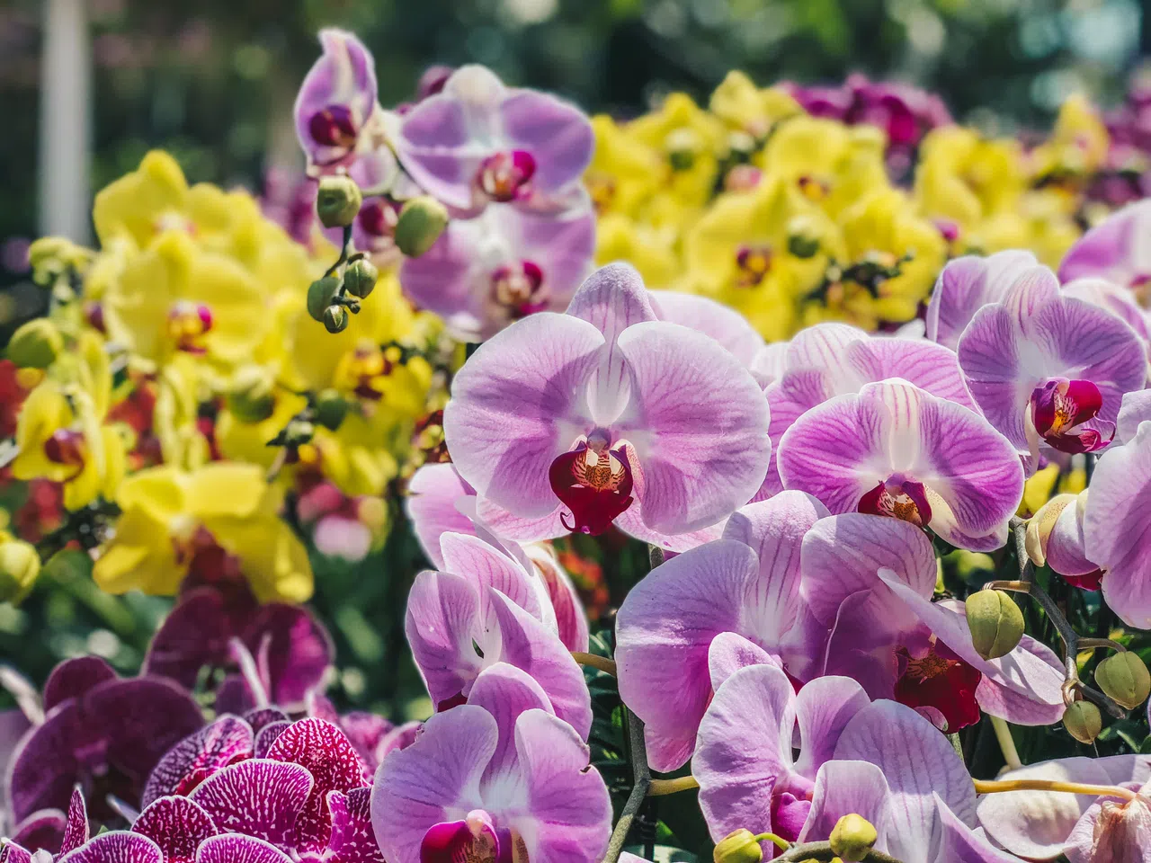 配合我国建国60周年和国庆，8月份花穹将重现“兰花盛事”（Orchid Extravaganza）。公众可欣赏以各色胡姬花拼凑打造的本地地标等。（滨海湾花园提供）