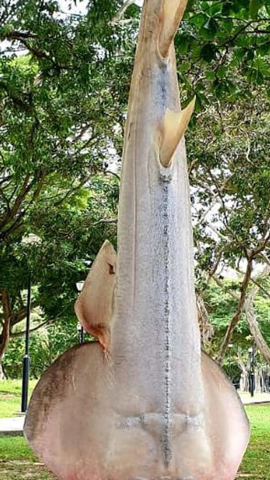 2021年在东海岸公园被钓上岸的巨型吉他鱼，曾见载于1852年的文献中，不过当时缺乏照片和绘图资料。（受访者提供）