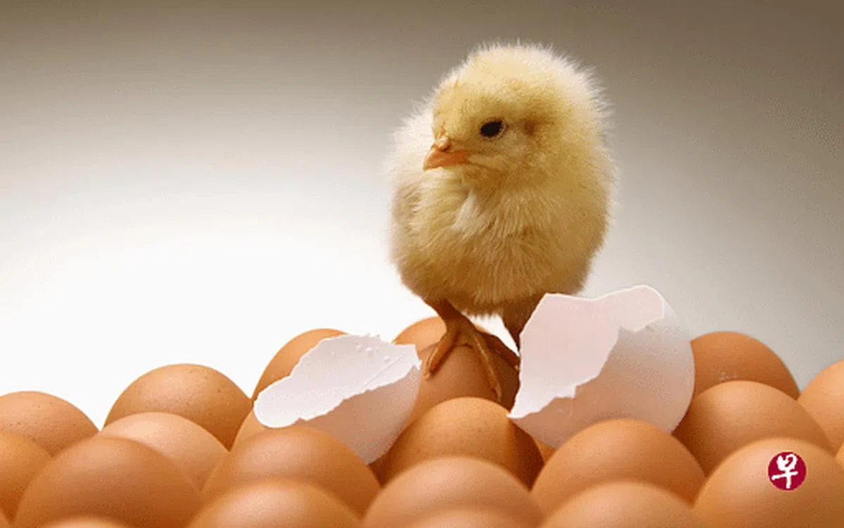 今年4月，一篇题为《熟鸡蛋变成生鸡蛋（鸡蛋返生）-孵化雏鸡的实现报告》的论文在中国网络上炸开了锅。（互联网）