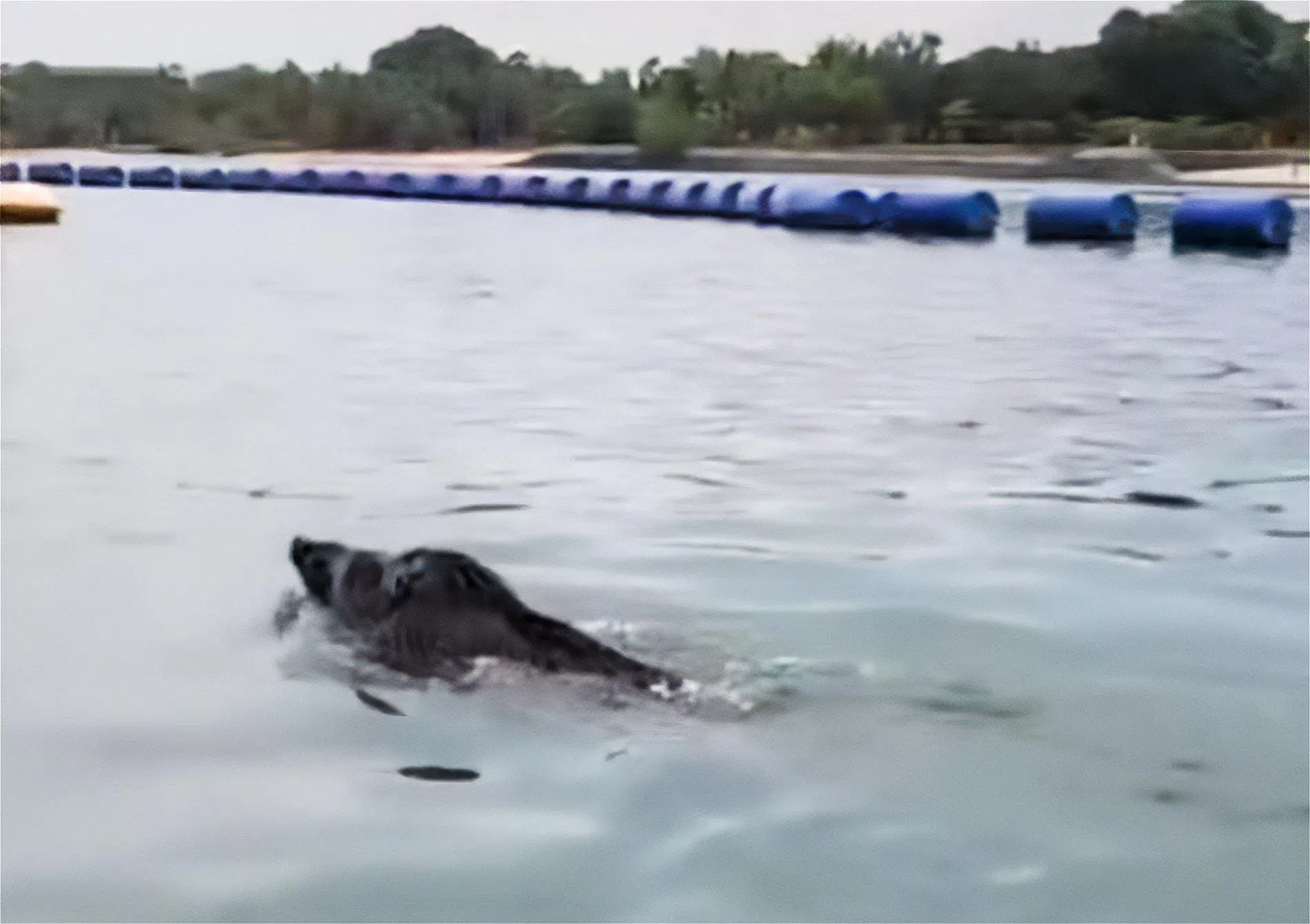 在白沙公园附近海域与划艇爱好者“不期而遇”的野猪。（视频截图）