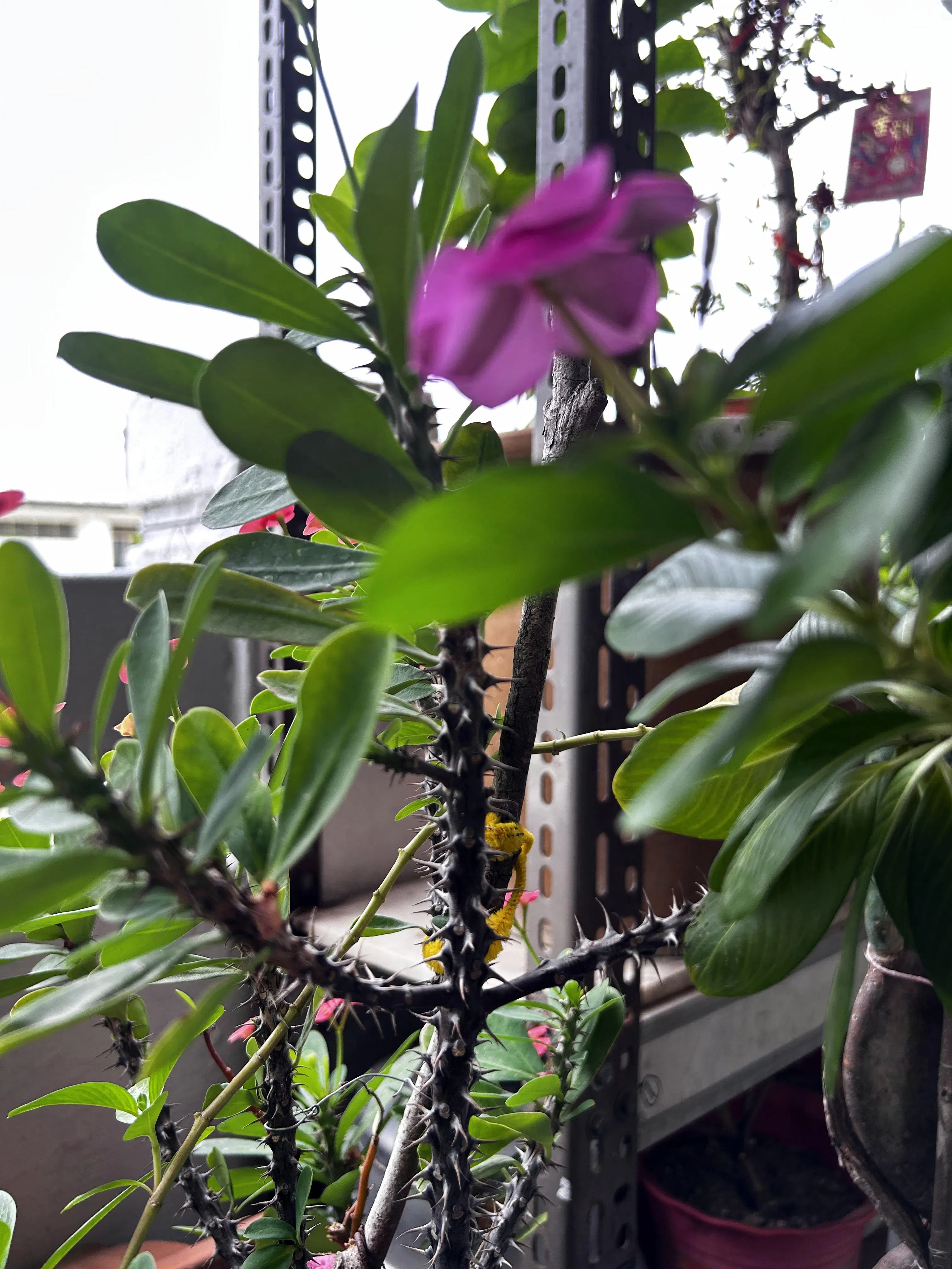 李先生指，邻居的盆栽有刺，经过会被扎到。（曾美玲摄）