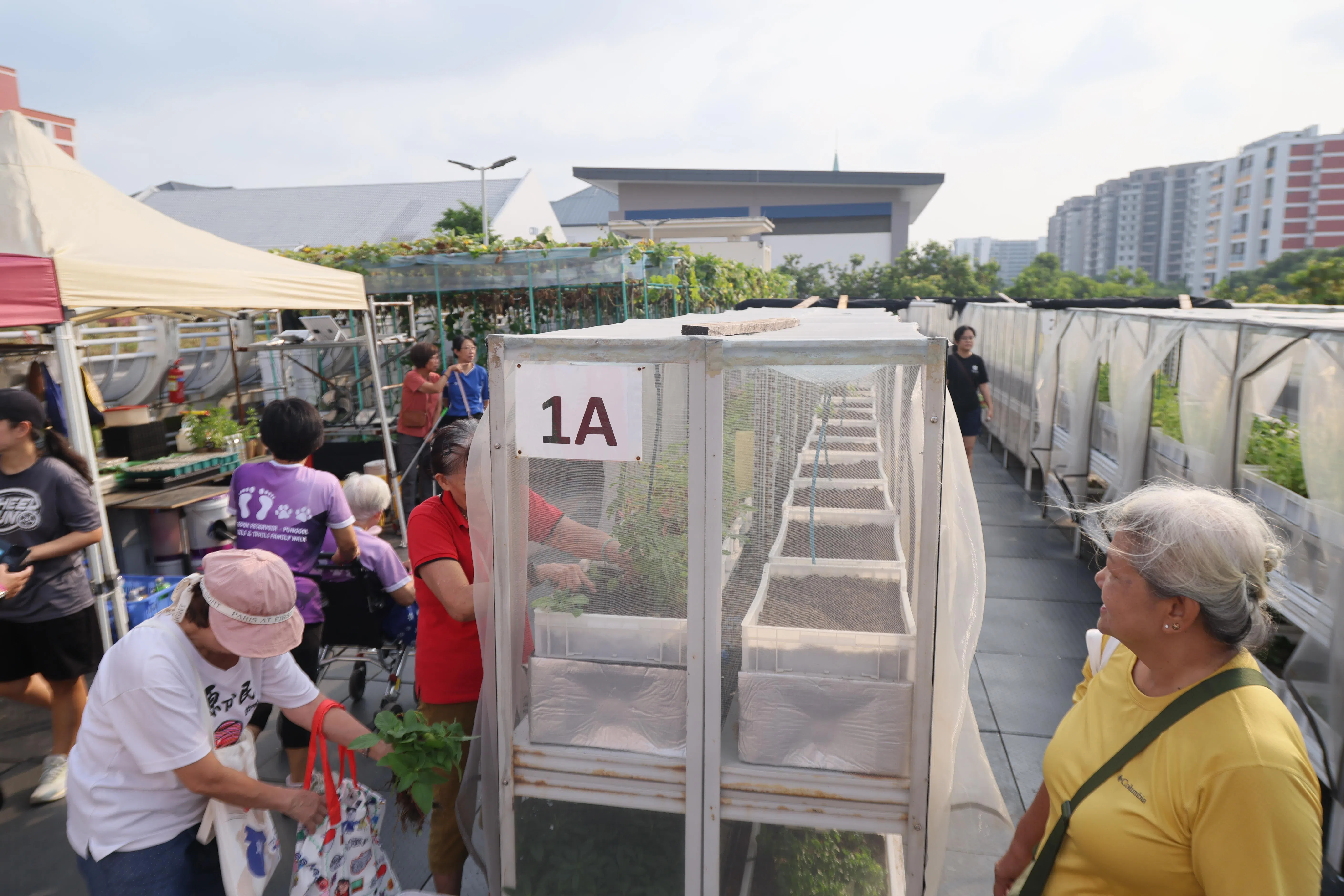 位于实龙岗路上段第465A座组屋多层停车场顶楼的社区菜园，由居民和义工共同种植多款蔬菜，并每两周免费派发数十公斤蔬菜给附近居民，约百户家庭受惠。（张俊杰摄）