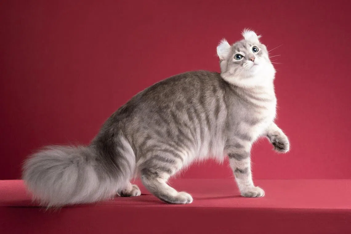 美国卷耳猫体型匀称，警觉活泼，性情温顺。（受访者提供）