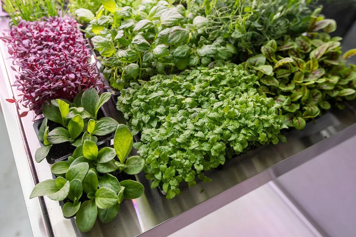 Aejou可以同时种48盆植物及超过40种蔬菜。（张思庆摄）