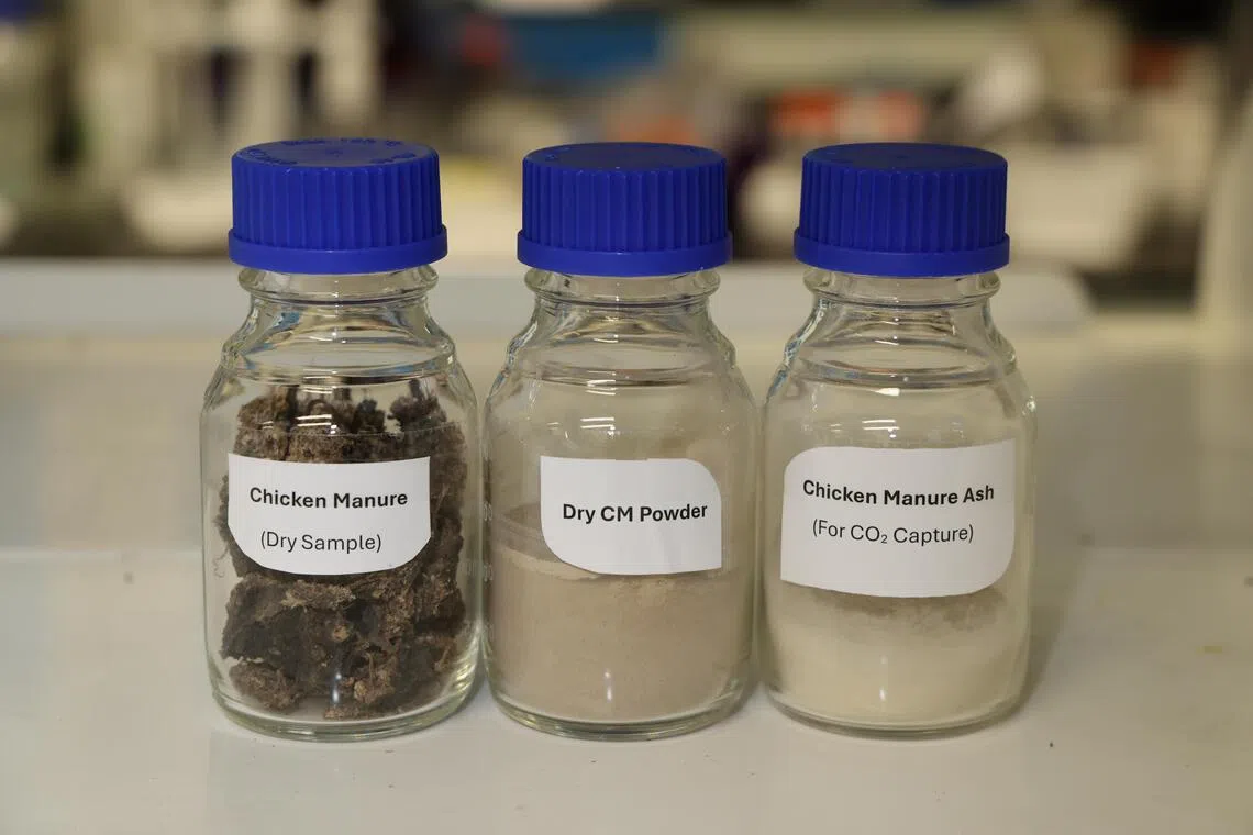 研究团队从鸡蛋农场回收鸡粪后，在实验室烘干（左），磨成粉（中），再进行燃烧（右），制成的鸡粪灰能用于捕捉碳。（梁麒麟摄）
