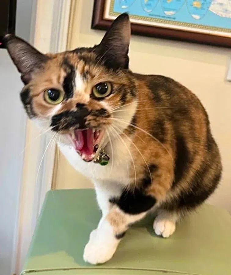 2022年8月，中国在时任美国众议院议长访问台湾后，宣布对台独人士实施制裁，萧美琴也在名单中。她在推特上以猫儿怒吼的照片做回应，并称有压迫就有反抗。（萧美琴推特）