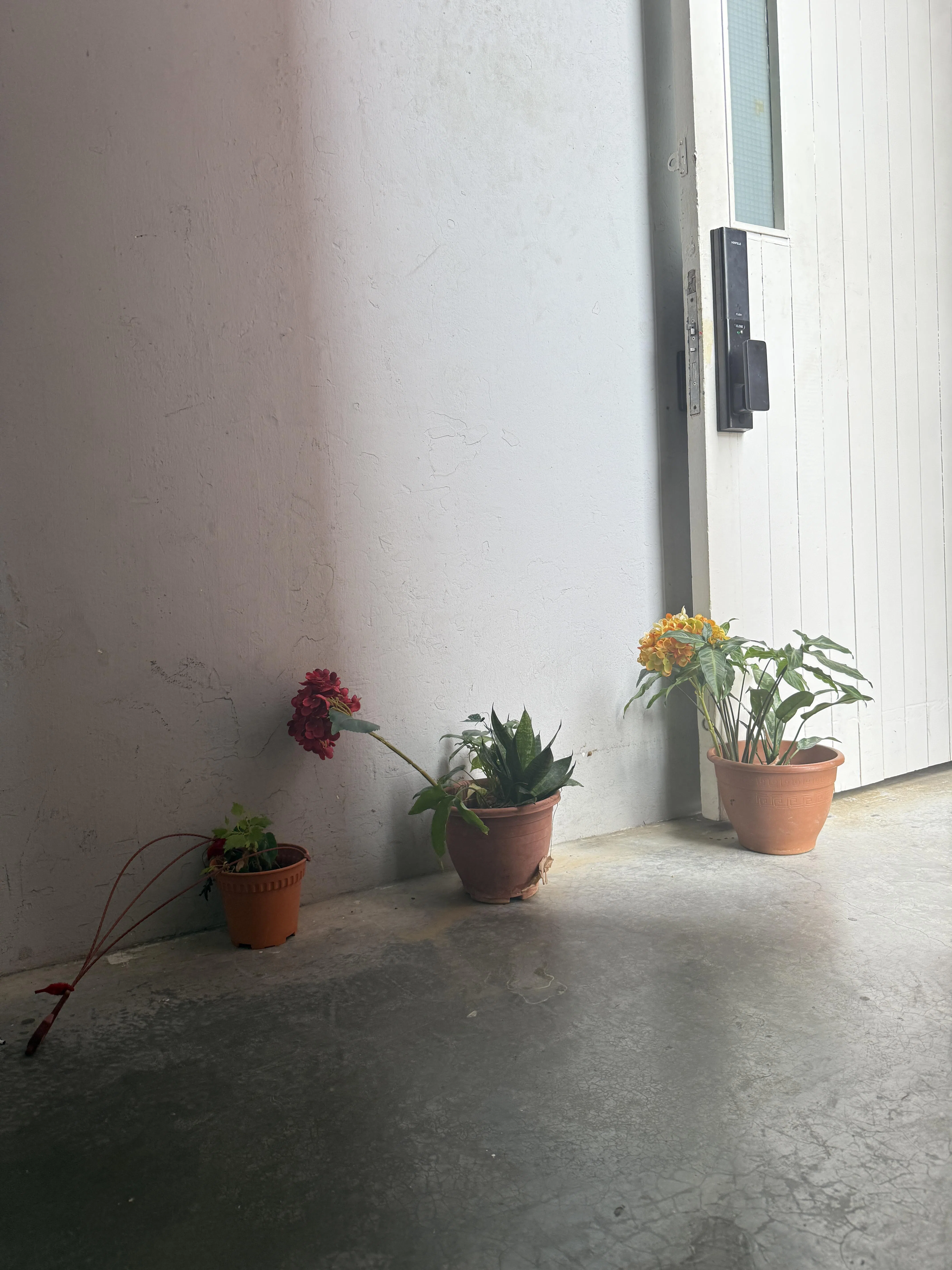 明暗之间，工业大楼里静静绽放着小花。（陈映蓁摄）