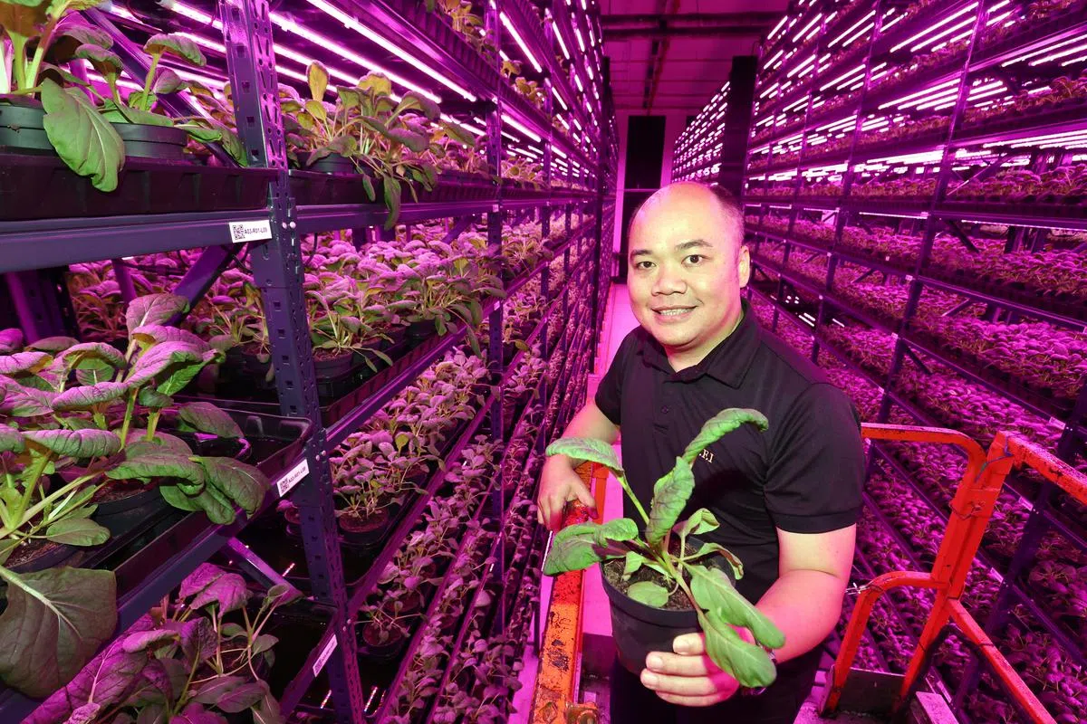 谭德贤在大士开设3万8000平方英尺大型农场今年6月开始投入生产运作。（邝启聪摄）