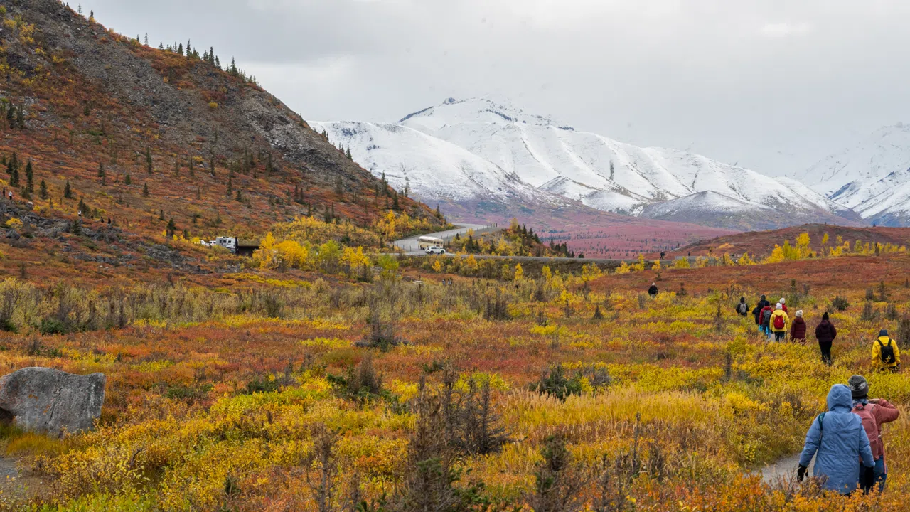 迪纳利国家公园秋色渐浓，红叶灌木漫山遍野，风景绝美。（陈应钊摄）